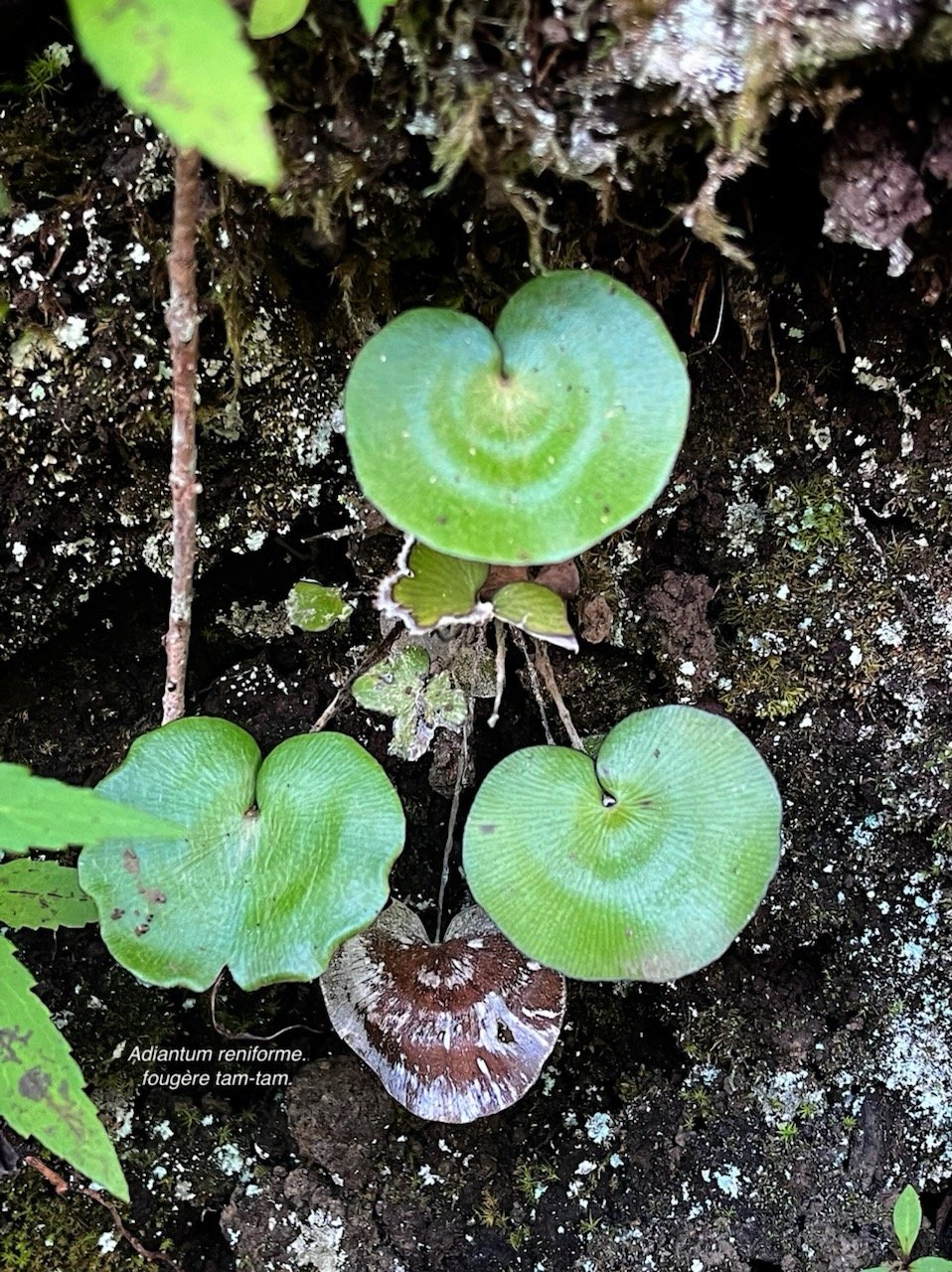 Adiantum reniforme.fougère tam-tam.pteridaceae.indigène Réunion.  MG_6496.jpeg