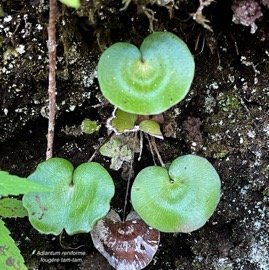 Adiantum reniforme.fougère tam-tam.pteridaceae.indigène Réunion.  MG_6496.jpeg