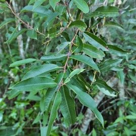 Agarista salicifolia. bois de rempart.ericaceae.indigène Réunion. .jpeg