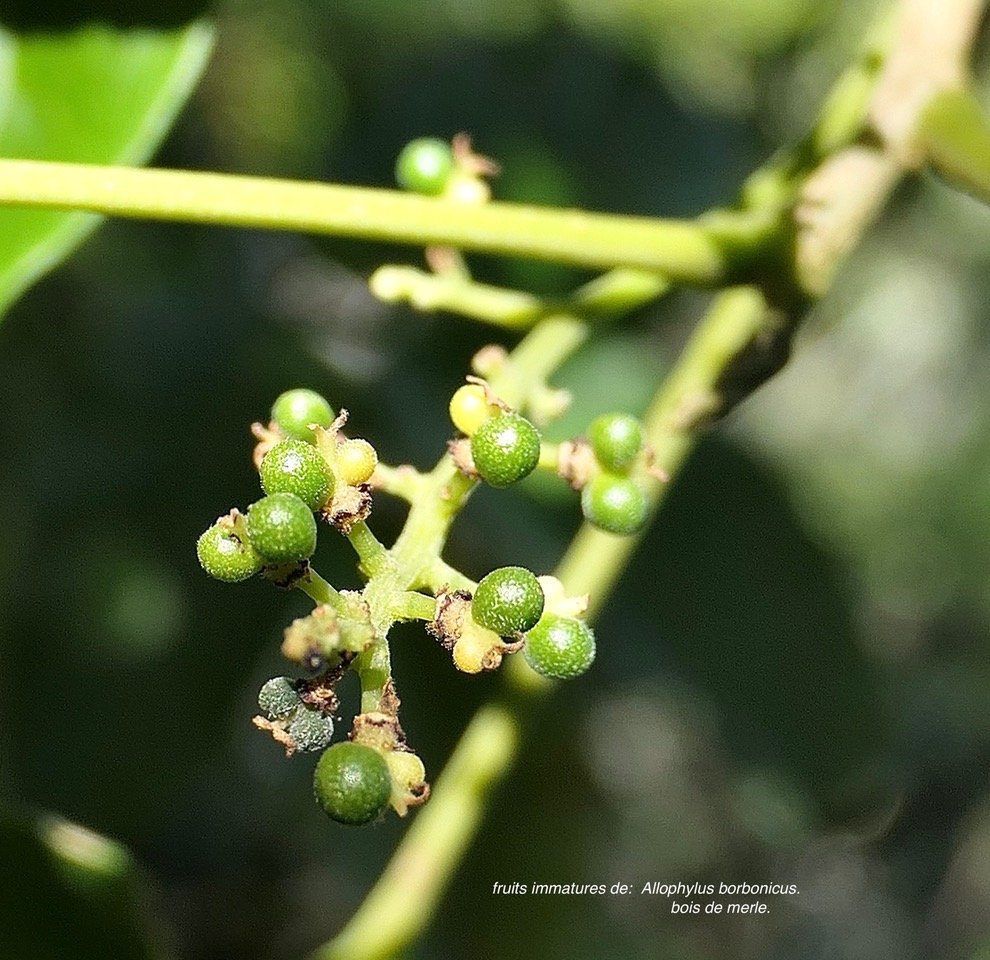Allophylus borbonicus.bois de merle.( fruits immatures )sapindaceae.endémique Réunion Maurice Rodrigues. P1131851.jpeg
