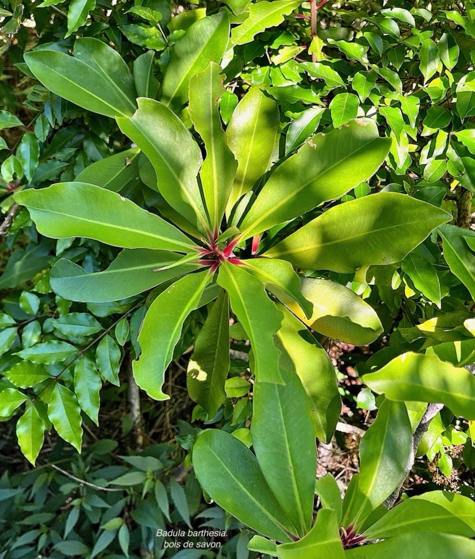 Badula barthesia. bois de savon.bois de pintade.primulaceae.endémique Réunion. IMG_6444.jpeg