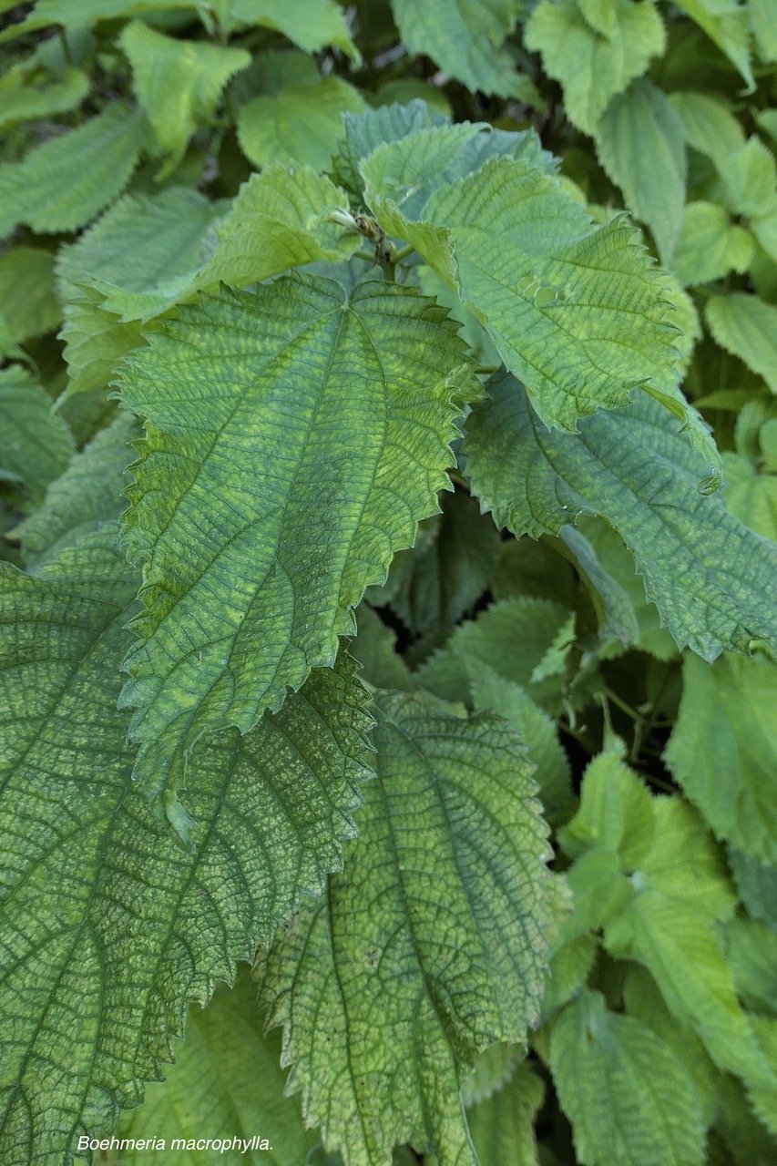 Boehmeria macrophylla.moyen l&rsquo;ortie.bois de source noir.urticaceae. P1131419.jpeg
