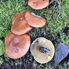 Bolet sp IMG_6413.jpeg