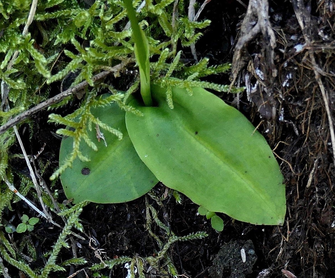 Cynorkis frappieri Cynorkis commersoniana dans la nouvelle flore des Mascareignes.) feuilles . orchidaceae.endémique Réunion Maurice.Rodrigues. P1131507.jpeg
