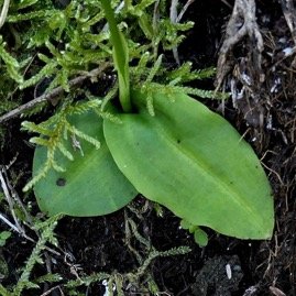 Cynorkis frappieri Cynorkis commersoniana dans la nouvelle flore des Mascareignes.) feuilles . orchidaceae.endémique Réunion Maurice.Rodrigues. P1131507.jpeg