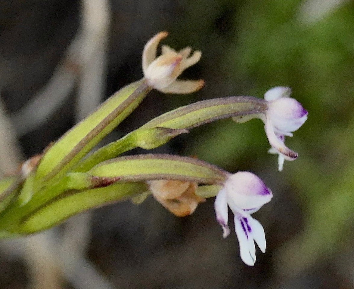 Cynorkis frappieri Cynorkis commersoniana dans la nouvelle flore des Mascareignes.) orchidaceae.endémique Réunion Maurice.Rodrigues. .jpeg