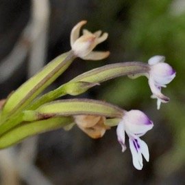 Cynorkis frappieri Cynorkis commersoniana dans la nouvelle flore des Mascareignes.) orchidaceae.endémique Réunion Maurice.Rodrigues. .jpeg