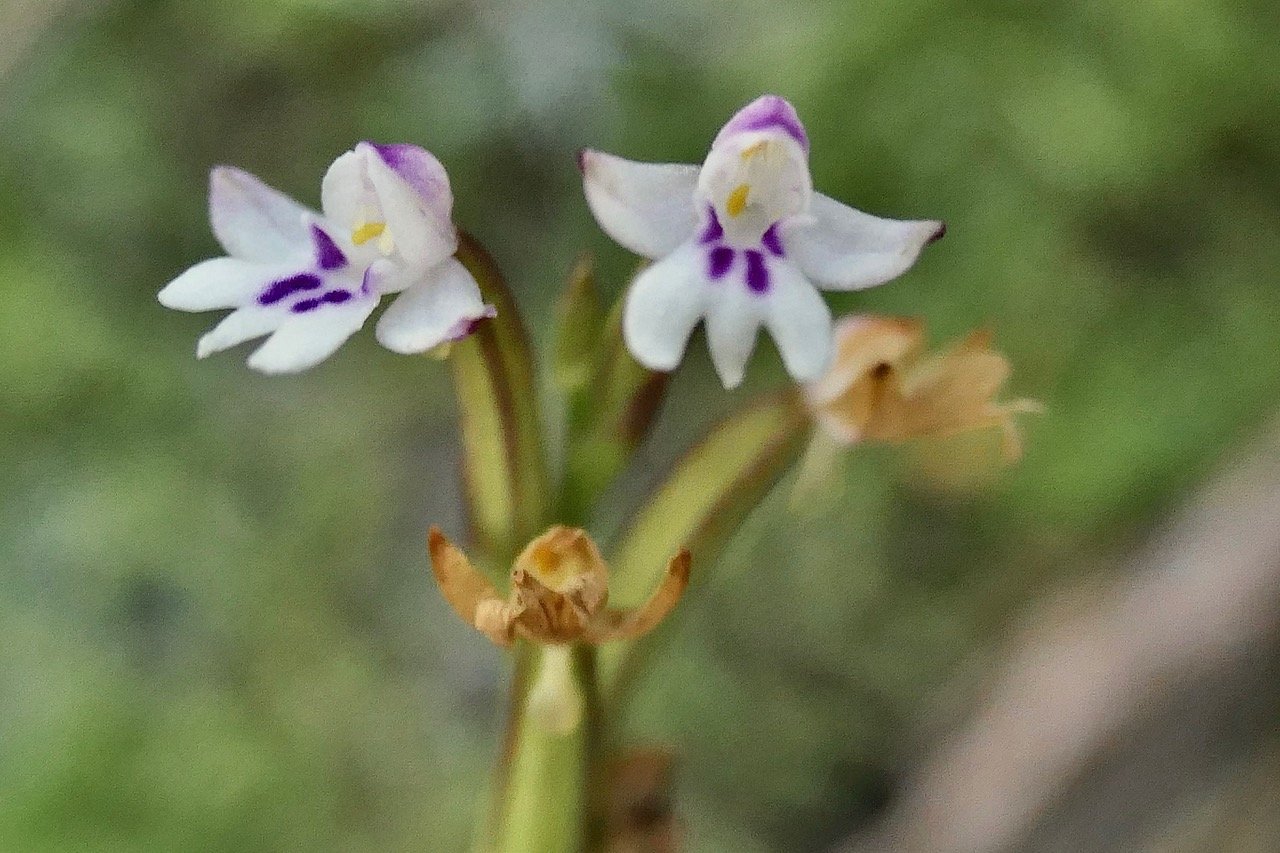 Cynorkis frappieri Cynorkis commersoniana dans la nouvelle flore des Mascareignes.) orchidaceae.endémique Réunion Maurice.Rodrigues. P1131495.jpeg