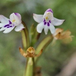 Cynorkis frappieri Cynorkis commersoniana dans la nouvelle flore des Mascareignes.) orchidaceae.endémique Réunion Maurice.Rodrigues. P1131495.jpeg