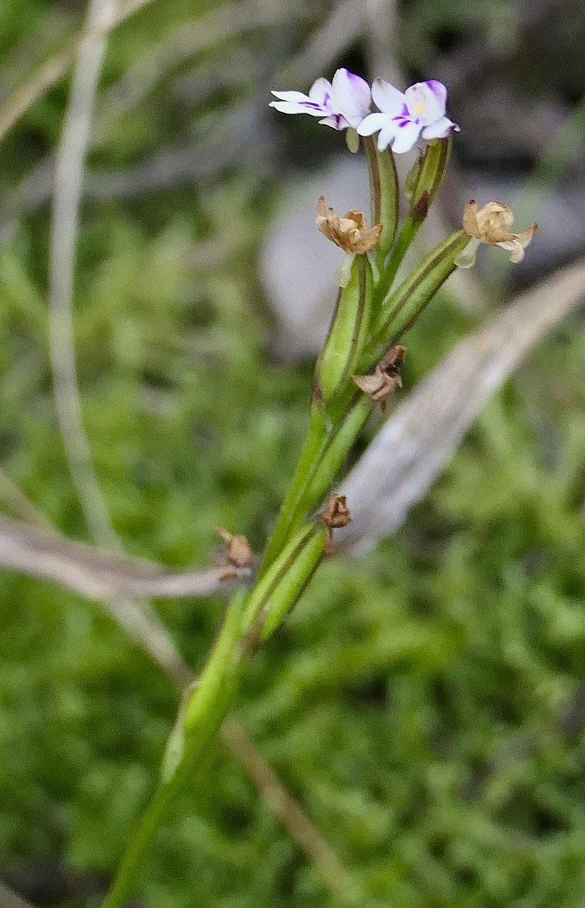 Cynorkis frappieri Cynorkis commersoniana dans la nouvelle flore des Mascareignes.) orchidaceae.endémique Réunion Maurice.Rodrigues. P1131505.jpeg
