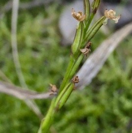 Cynorkis frappieri Cynorkis commersoniana dans la nouvelle flore des Mascareignes.) orchidaceae.endémique Réunion Maurice.Rodrigues. P1131505.jpeg