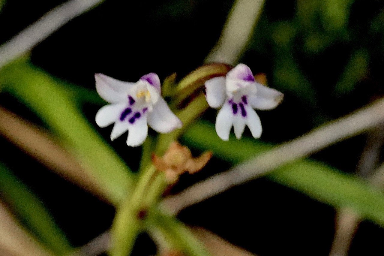 Cynorkis frappieri Cynorkis commersoniana dans la nouvelle flore des Mascareignes.) orchidaceae.endémique Réunion Maurice.Rodrigues. P1131522.jpeg