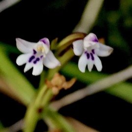Cynorkis frappieri Cynorkis commersoniana dans la nouvelle flore des Mascareignes.) orchidaceae.endémique Réunion Maurice.Rodrigues. P1131522.jpeg
