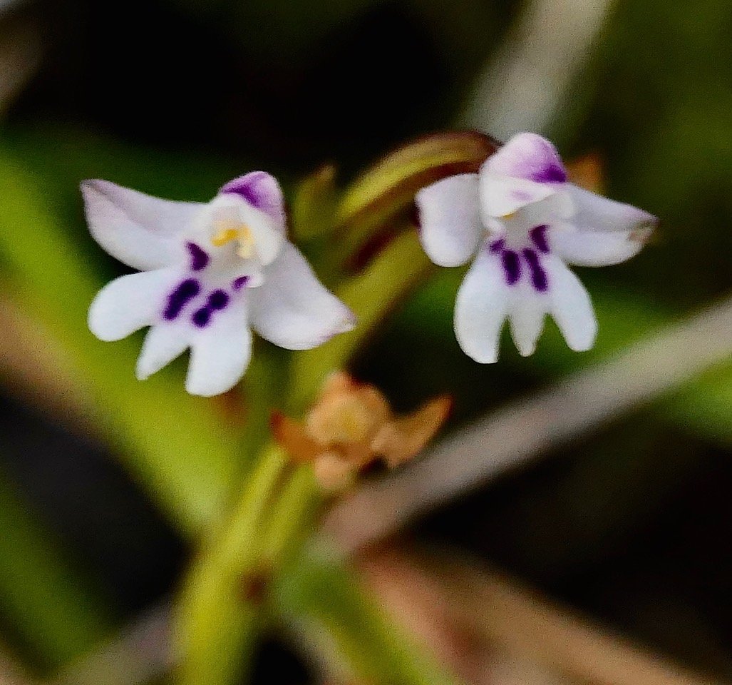 Cynorkis frappieri Cynorkis commersoniana dans la nouvelle flore des Mascareignes.) orchidaceae.endémique Réunion Maurice.Rodrigues. P1131524.jpeg