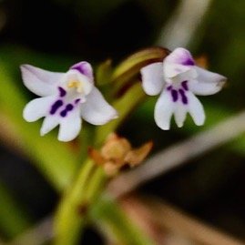Cynorkis frappieri Cynorkis commersoniana dans la nouvelle flore des Mascareignes.) orchidaceae.endémique Réunion Maurice.Rodrigues. P1131524.jpeg