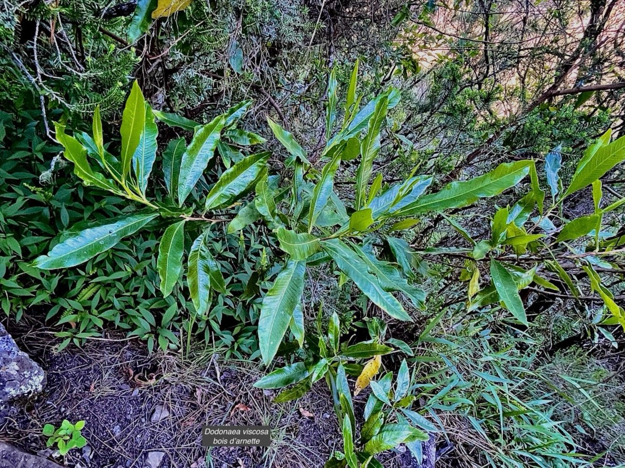 Dodonaea viscosa .bois d&rsquo;arnette .sapindaceae.indigène Réunion.  MG_6410.jpeg