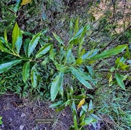 Dodonaea viscosa .bois d&rsquo;arnette .sapindaceae.indigène Réunion.  MG_6410.jpeg