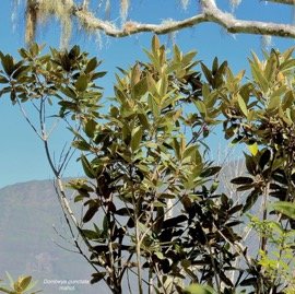 Dombeya punctata .mahot. malvaceae.endémique Réunion.  .jpeg