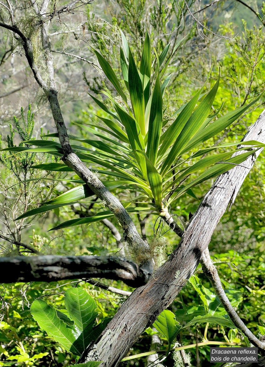 Dracaena reflexa.bois de chandelle.asparagaceae.endémique Madagascar.Seychelles Mascareignes. P1131724.jpeg