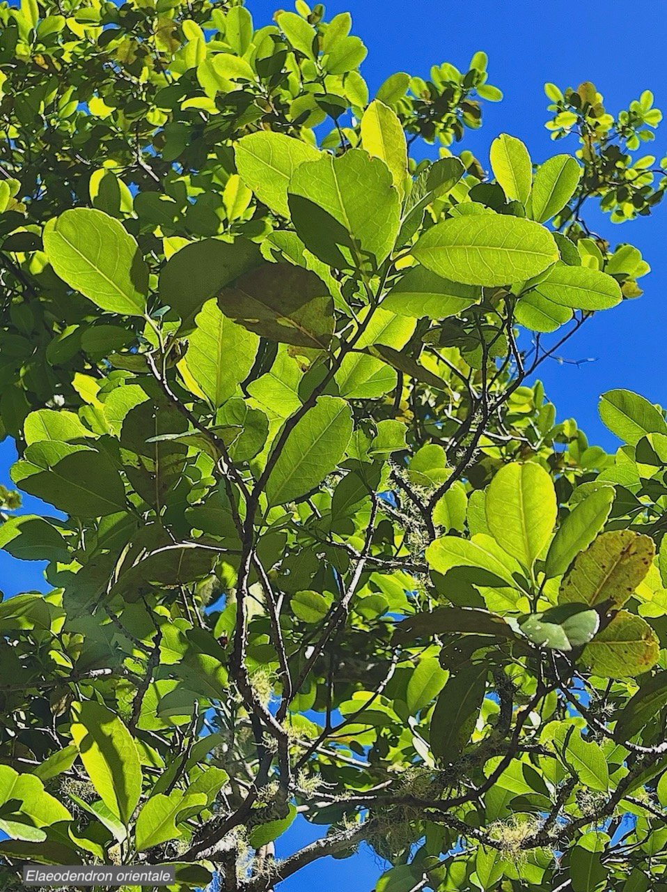 Elaeodendron orientale. ( Cassine orientalis ) bois rouge.celastraceae.endémique Réunion Maurice Rodrigues.  IMG_6458.jpeg