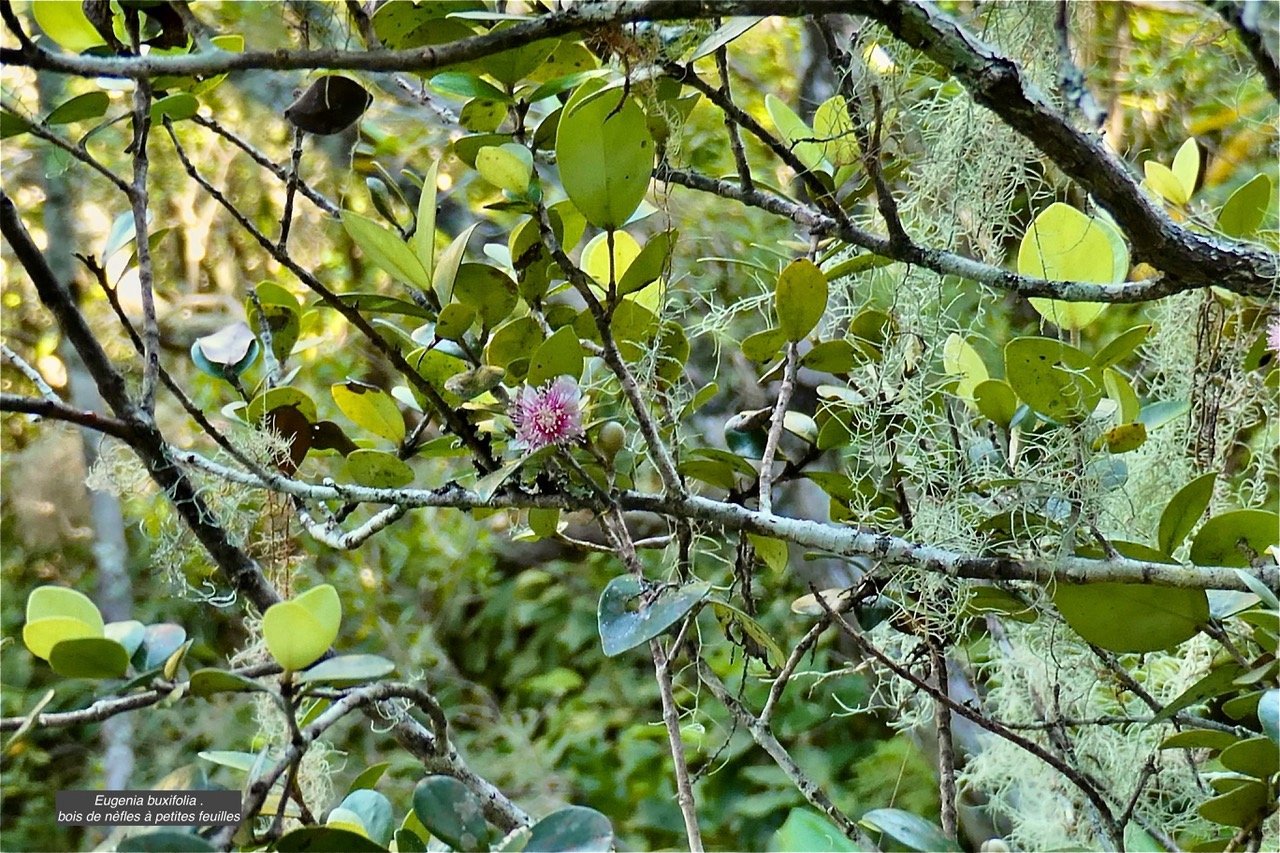 Eugenia buxifolia .bois de nèfles à petites feuilles.myrtaceae. endémique Réunion. P1131866.jpeg