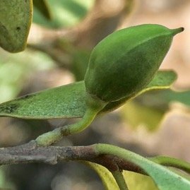 fruit de Turraea sp ( ovata? monticola? hybride? bois de quivi.meliaceaeP1131714.jpeg