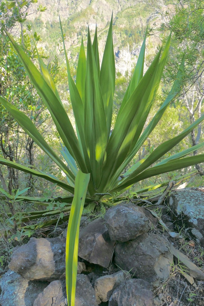 Furcraea foetida.choca vert.cadère.asparagaceae.amphinaturalisé.  P1131575.jpeg