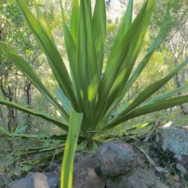 Furcraea foetida.choca vert.cadère.asparagaceae.amphinaturalisé.  P1131575.jpeg