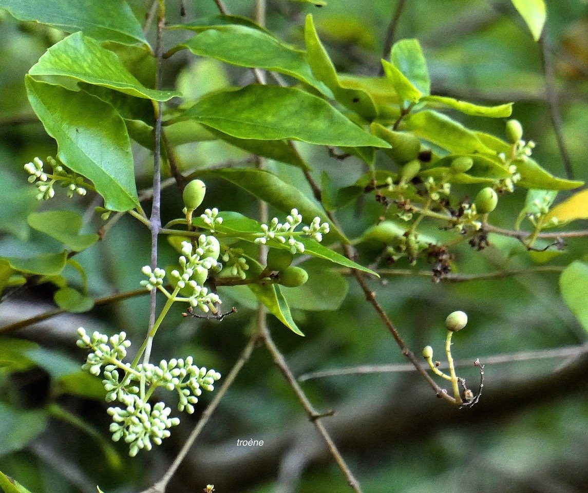 Ligustrum robustum.privet. troène de Ceylan.oleaceae.amphinaturalisé.très envahissant.. P1131454.jpeg