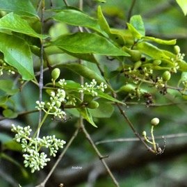Ligustrum robustum.privet. troène de Ceylan.oleaceae.amphinaturalisé.très envahissant.. P1131454.jpeg
