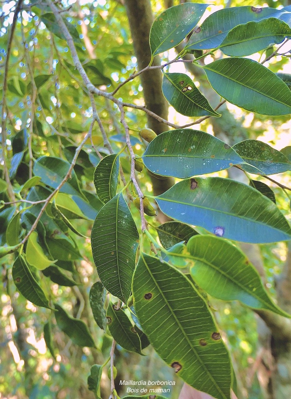 Maillardia borbonica  Bois de maman .bois de sagaye.moraceae. endémique Réunion  P1131874.jpeg