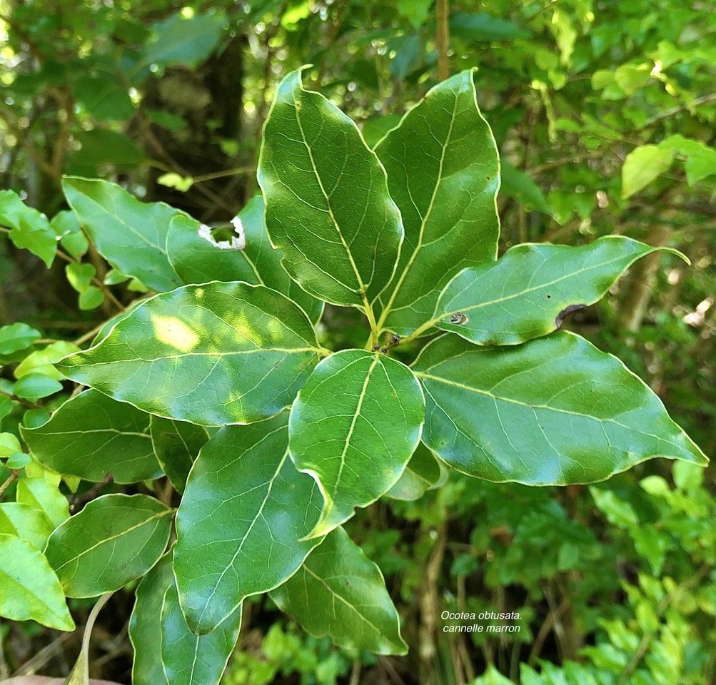 Ocotea obtusata.cannelle marron .lauraceae. endémique Réunion Maurice. P1131793.jpeg