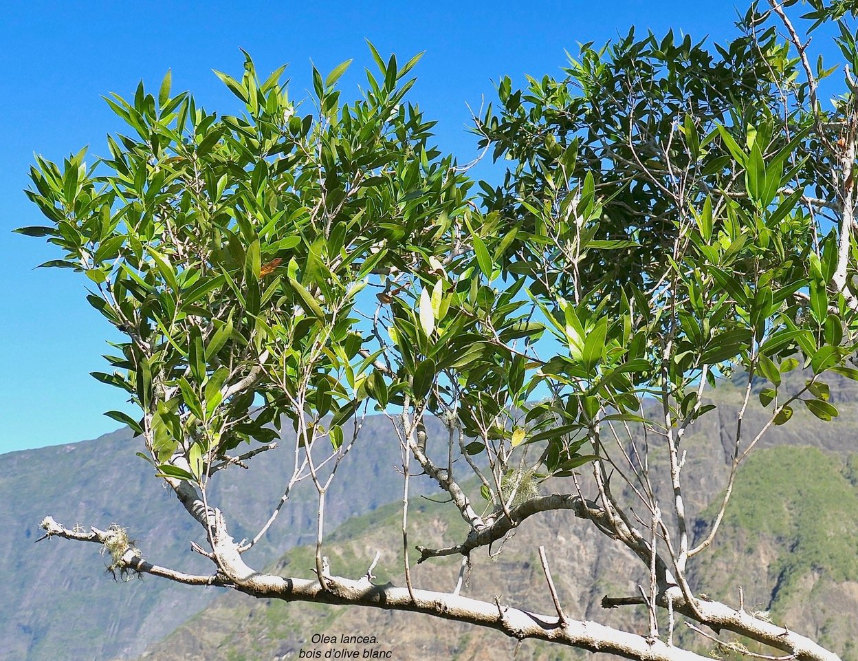 Olea lancea. bois d&rsquo;olive blanc.oleaceae.indigène Réunion. P1131614.jpeg