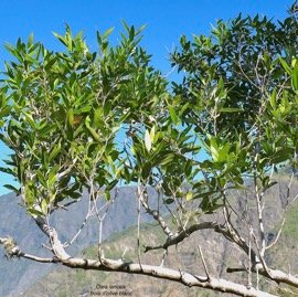 Olea lancea. bois d&rsquo;olive blanc.oleaceae.indigène Réunion. P1131614.jpeg