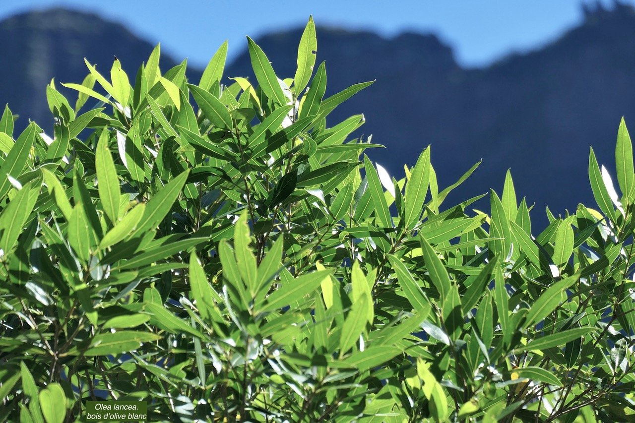 Olea lancea. bois d&rsquo;olive blanc.oleaceae.indigène Réunion. P1131752.jpeg