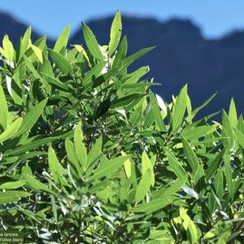 Olea lancea. bois d&rsquo;olive blanc.oleaceae.indigène Réunion. P1131752.jpeg