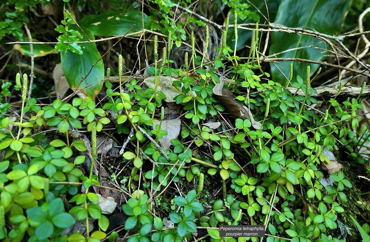Peperomia tetraphylla.pourpier marron.piperaceae.indigène Réunion.  P1131810.jpeg