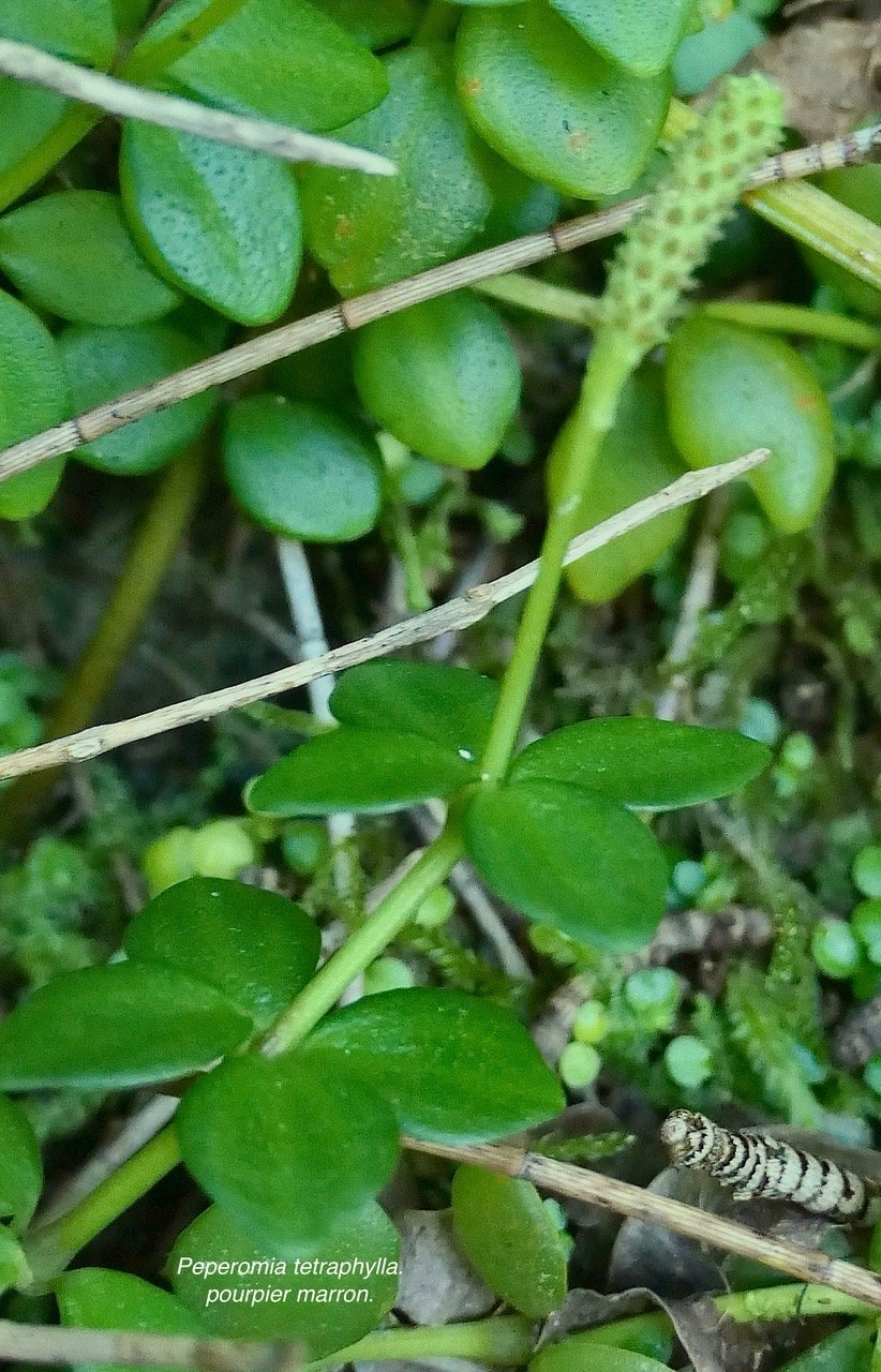 Peperomia tetraphylla.pourpier marron.piperaceae.indigène Réunion.  P1131814.jpeg