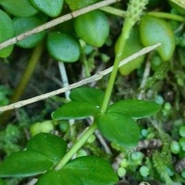 Peperomia tetraphylla.pourpier marron.piperaceae.indigène Réunion.  P1131814.jpeg