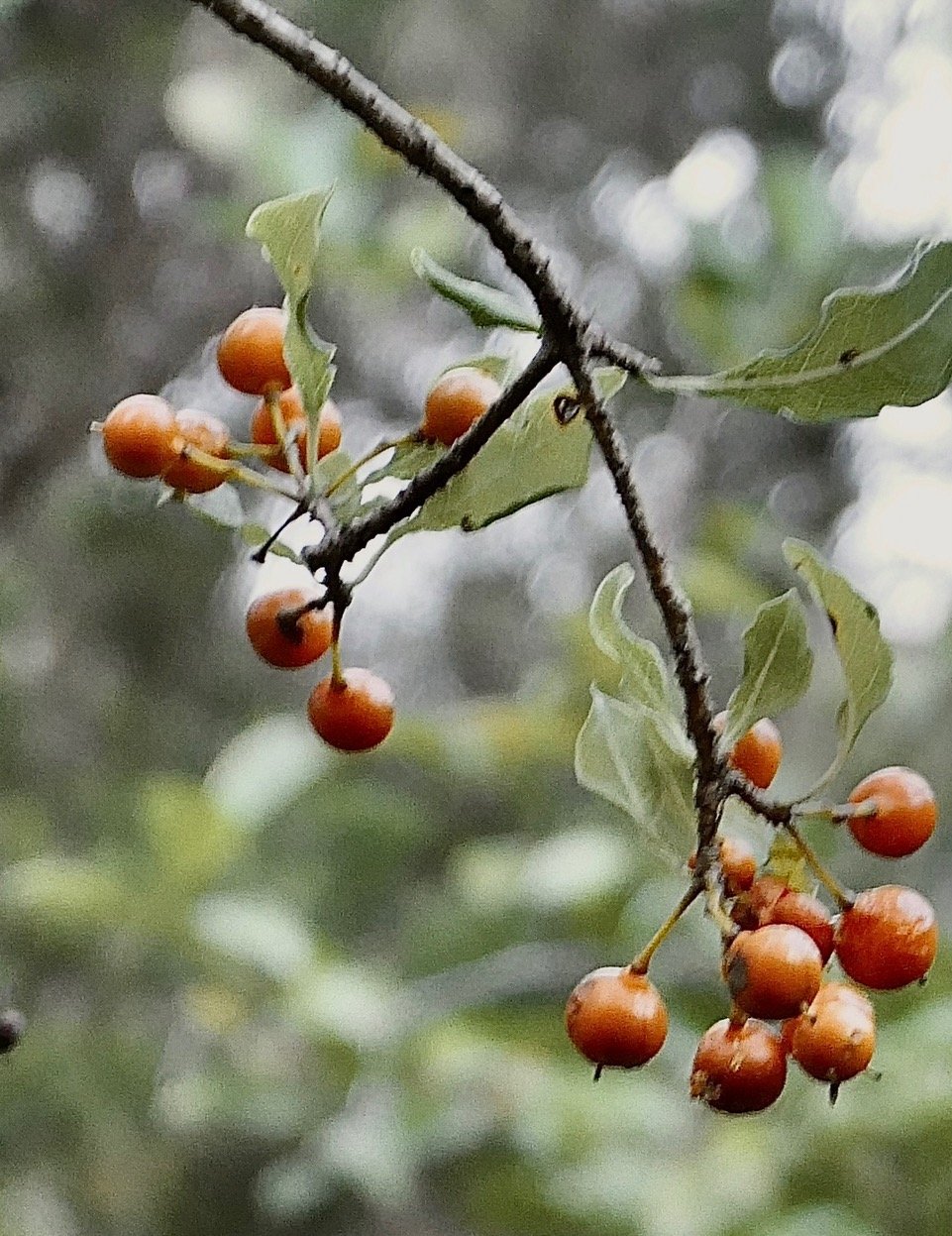 Pittosporum senacia bois de joli coeur .( fruits ) Pittosporaceae.P1131450.jpeg