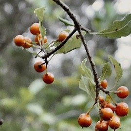 Pittosporum senacia bois de joli coeur .( fruits ) Pittosporaceae.P1131450.jpeg