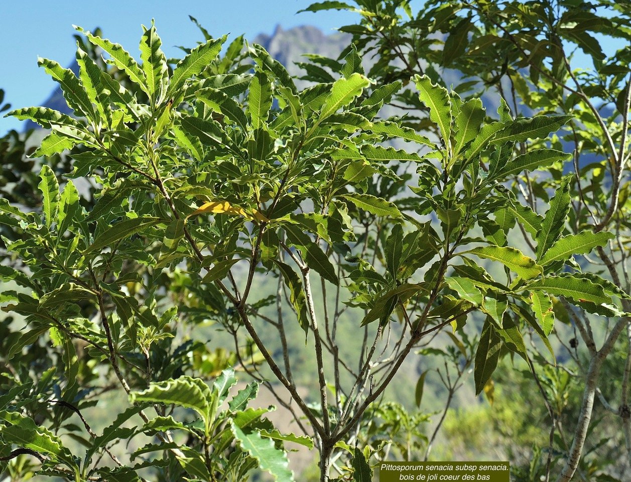 Pittosporum senacia subsp senacia.bois de joli coeur P1131727.jpeg