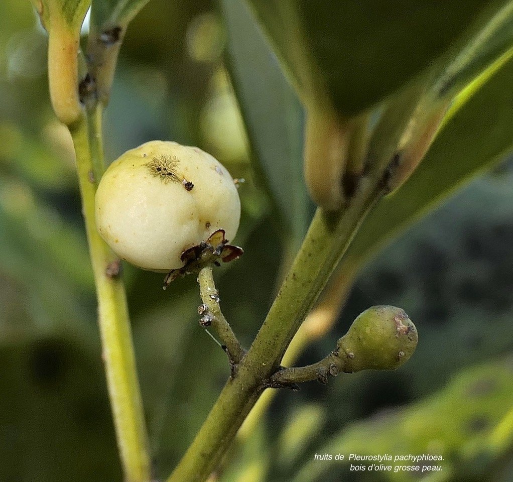 Pleurostylia pachyphloea.bois d&rsquo;olive grosse peau.( fruit ) celastraceae.endémique Réunion. P1131560.jpeg
