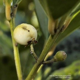Pleurostylia pachyphloea.bois d&rsquo;olive grosse peau.( fruit ) celastraceae.endémique Réunion. P1131560.jpeg