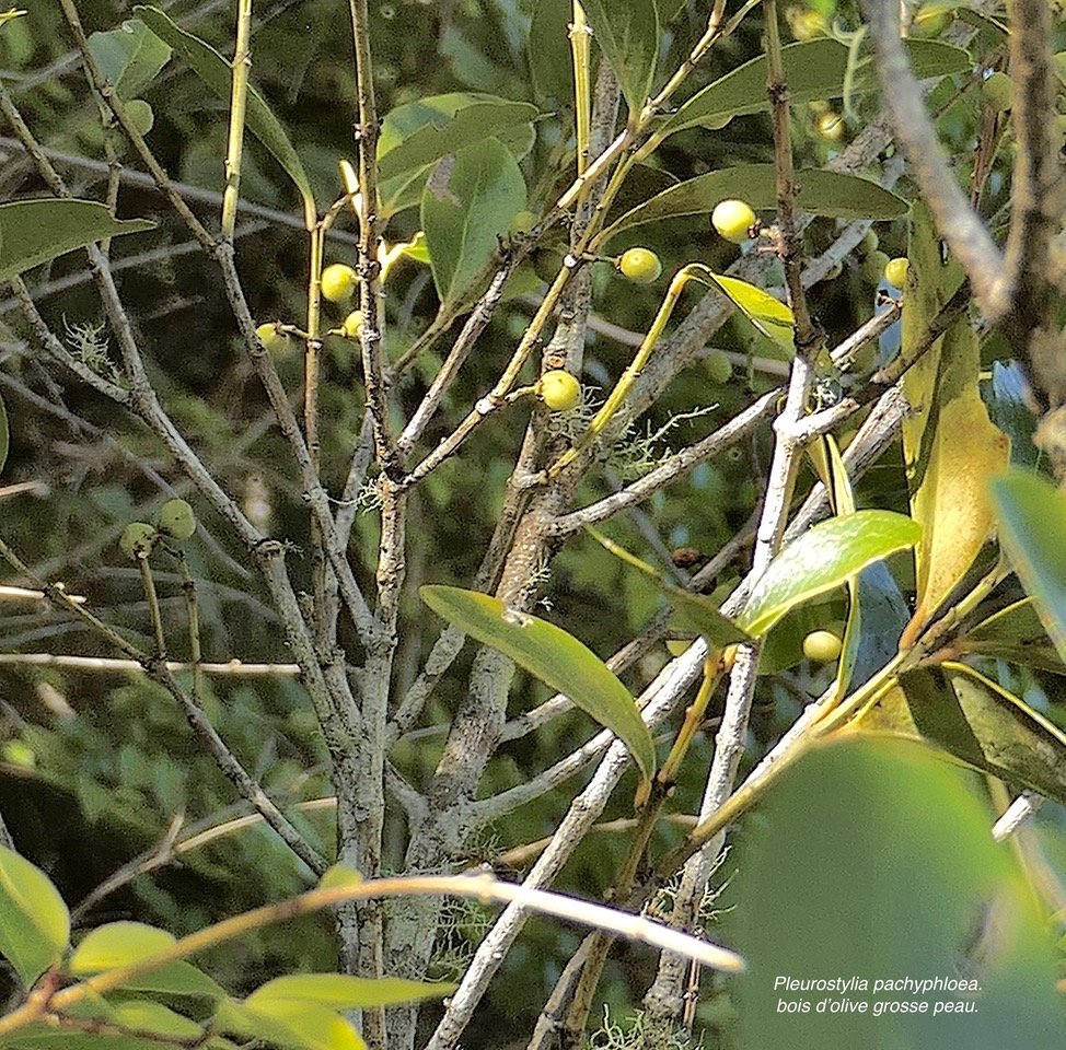 Pleurostylia pachyphloea.bois d&rsquo;olive grosse peau.(avec  fruits)  celastraceae.endémique Réunion. P1131555.jpeg