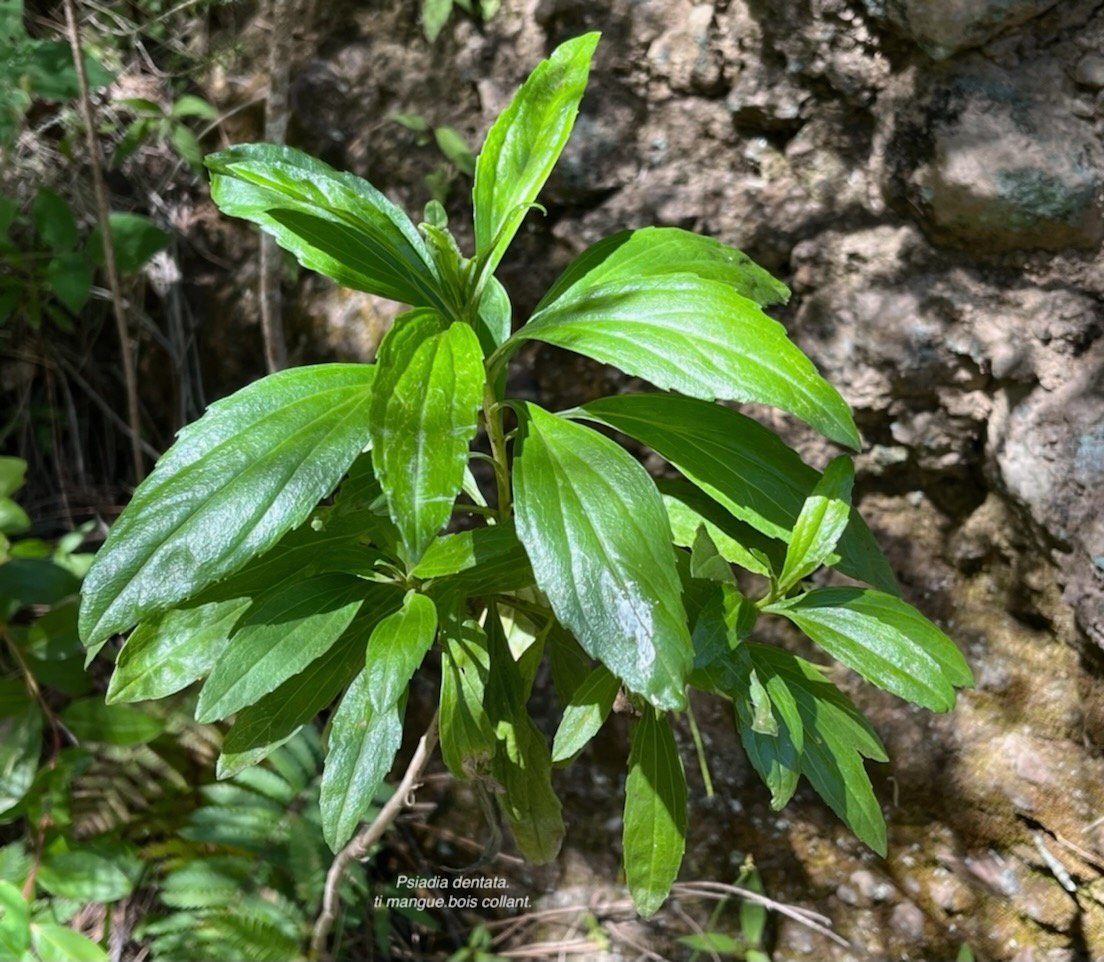 Psiadia dentata.ti mangue.bois collant.asteraceae.endémique Réunion. IMG_6462.jpeg
