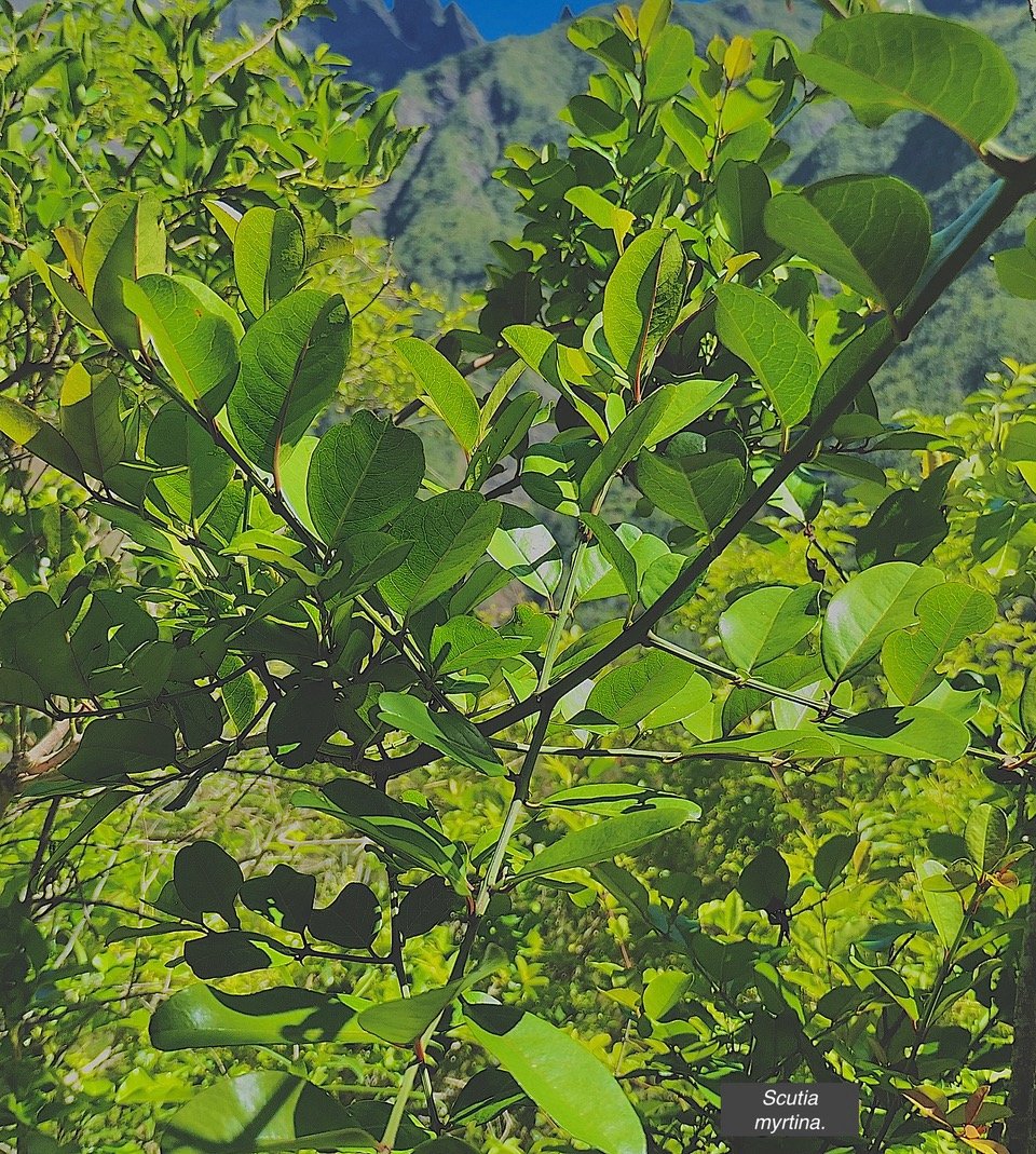 Scutia myrtina.bois de sinte.rhamnaceae.indigène Réunion .jpeg