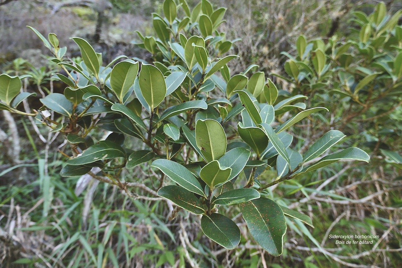 Sideroxylon borbonicum  Bois de fer bâtard .natte coudine .sapotaceae.endémique Réunion  1131798.jpeg