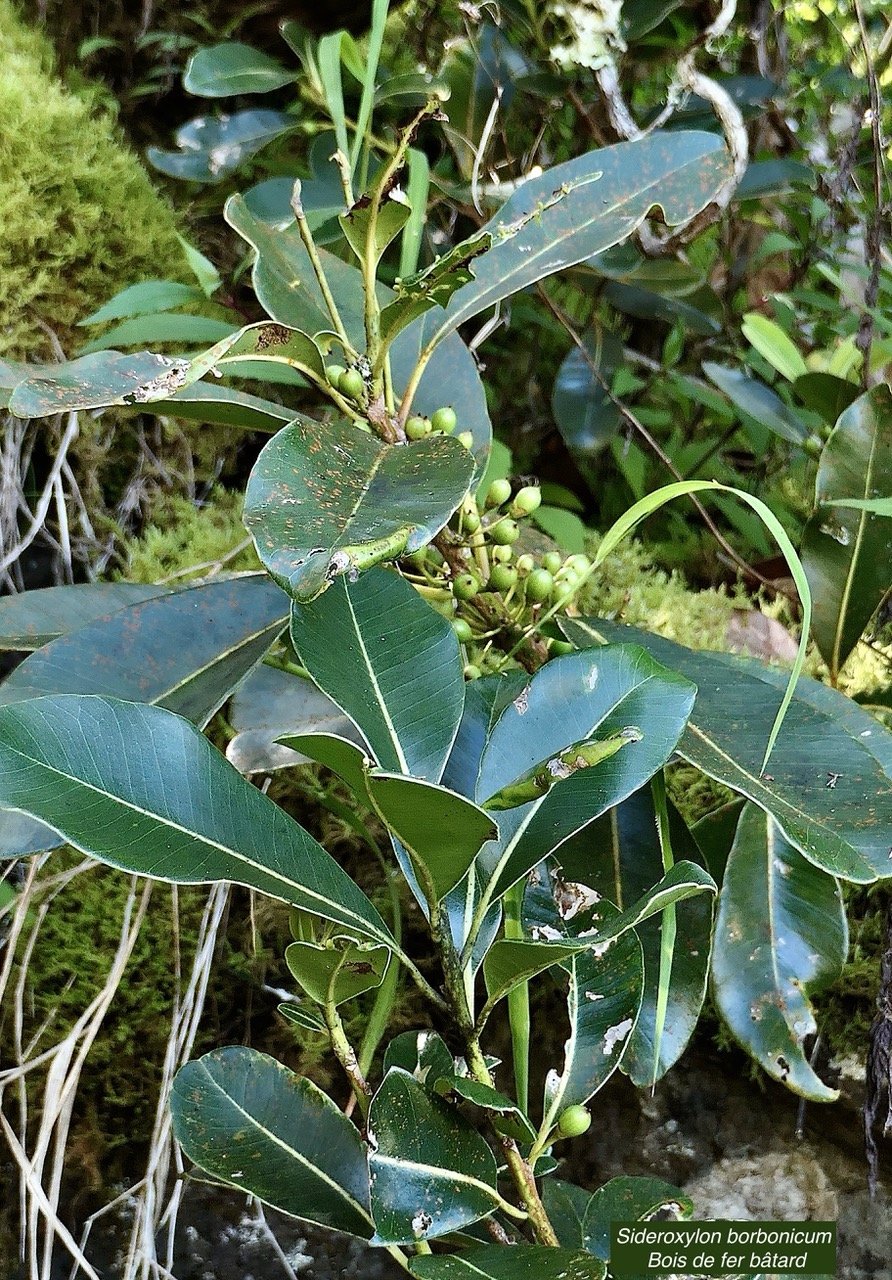 Sideroxylon borbonicum  Bois de fer bâtard .natte coudine .sapotaceae.endémique Réunion  P1131825.jpeg