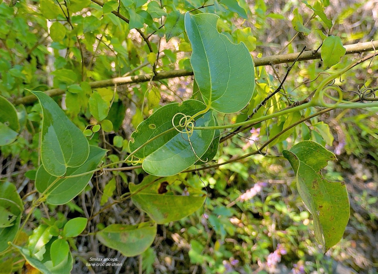 Smilax anceps.liane croc de chien.smilacaceae.indigène Réunion. P1131759.jpeg